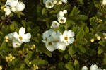 Exochorda The Bride - white flowers