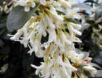 Osmanthus - Daisy Bush