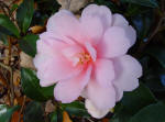 camellia Image