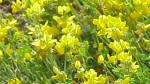 Coronilla with bright yellow flowers.