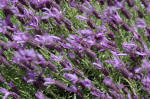 Lavandula - lavender image
