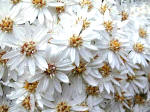 Olearia - Daisy Bush