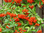 Pyracantha with red berries