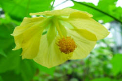 The Yellow Flower of the Canary Bird Abutilon