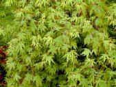 Acer palmatum - japanese Maple light green foliage