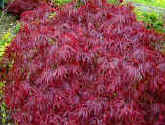 Classical Japanes Maple with red foliage