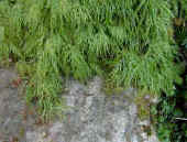 Acer palmatum 'Dissectum - Cut leaf Japanese Maple in Rock Garden