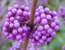 Purple berries of callicarpa Profusion