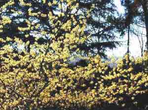 Hamamelis mollis - the original witch hazel seen as a full shrub