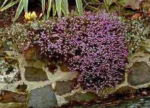 Winter flowering heathers in a dry wall situation
