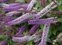 Hebe white and violet flowers