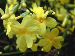 The striking yellow flowers of the Winter Flowering Jasmine - Jasminum nudiflorum