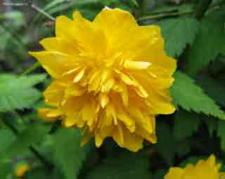 Kerria japonica Pleniflora