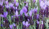 French Lavender for small hedge