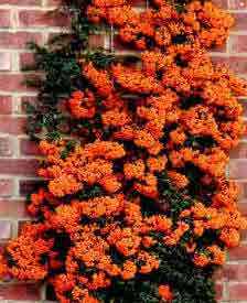 A riot of orange berries on this Pyracantha orange charmer
