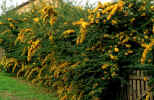 Pyracanth Hedge