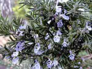 Trailing Rosemary with blue flowers