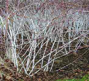 White shrub stems in mid winter - Rubus cockburnianus