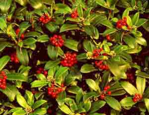 Skimmia japonica reevesianum berries