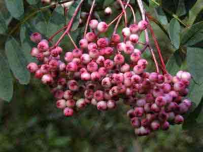 A mountain ash with pink berries - Sorbus aucuparia Huphensis