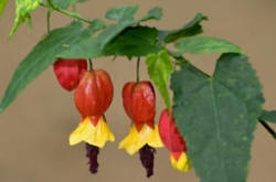 The drooping bell flowers of the abutilon megapotamicum