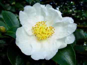 Camellia sasanqua Alba - white flowers