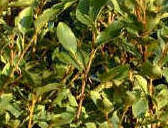Grisselinia littoralis hedge