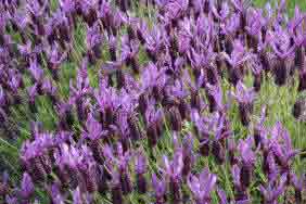 The French Lavender - Butterfly Lavender Lavandula stoechas