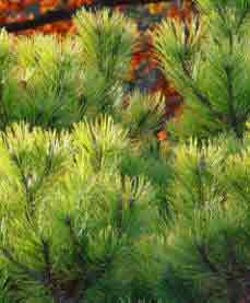 Pinus Gold Foliage
