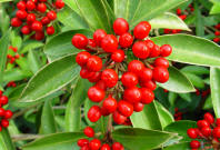 Pyracantha - A Berry christmas - scarlet berries