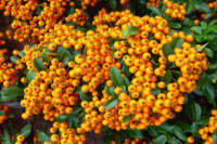 Orange Pyracantha berries