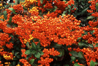 Red berries - Pyracantha