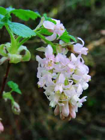 White flowering currant