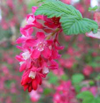 Flower cluster of Red Flowering Currant