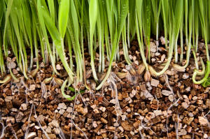Types of Garden Soils