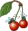 Grubs eating the cherries