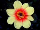yellow and orange flowers of Dahlia Moonfire