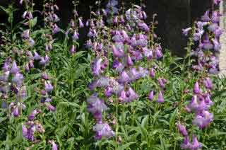 Penstemon Sour Grapes