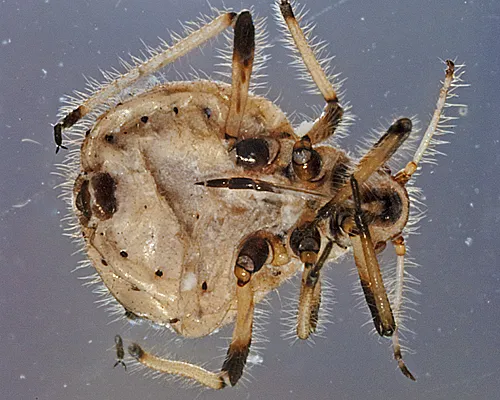 Cypress Aphid Spider