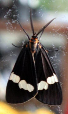 The Magpie Moth