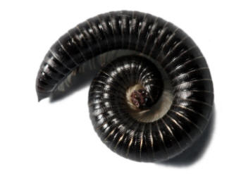 Rolled up millepede, shows the habit when normally disturbed.