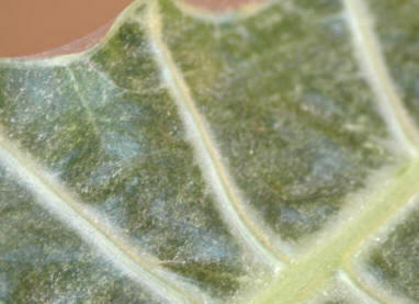 Underside of houseplant affected by severe attack of red spider mite. Note the mottled appearance of the leaves - the web is normally visible well after attack starts.