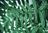 The marauding red spider mite