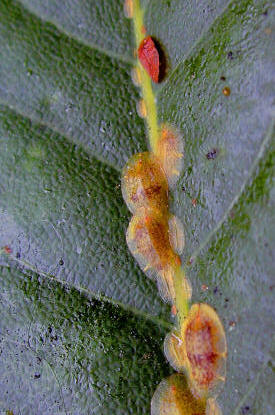 Scale insects control. It is not easy to kill Scale insects.