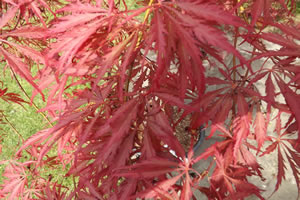 Acer Palmatum Heart Beat Spring Leaf