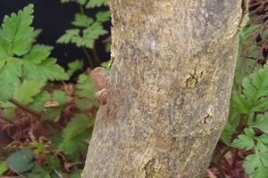 Acer Palmatum Dissectum Inaba Shidare Bark