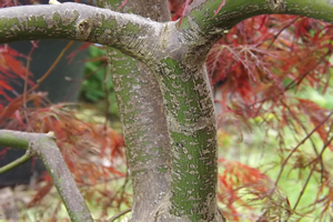 Acer Palmatum Dissectum Inaba Shidare Branch