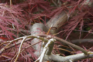 Acer Palmatum Dissectum Inaba Shidare Crown Branch