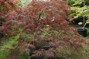 Acer Palmatum Dissectum Inaba Shidare