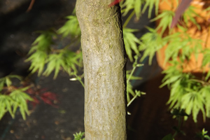 Acer Palmatum Dissectum Lionheart Bark